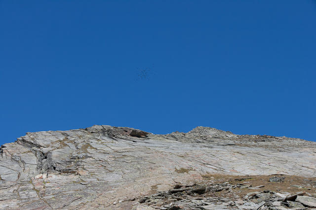 Eine Schar Vögel segeln im Wind und erschrecken ahnungslose Wanderer.