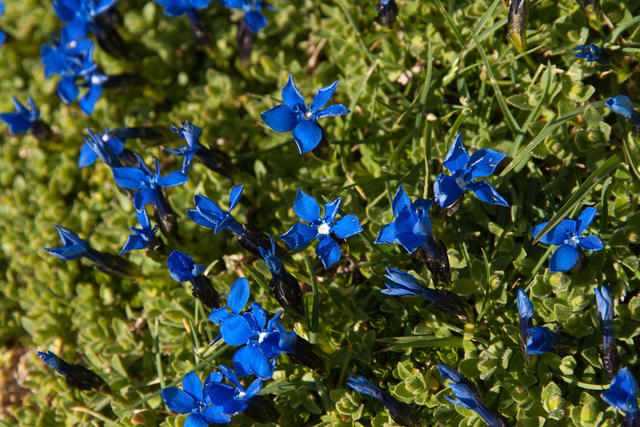 Blümchen auf 2900m.